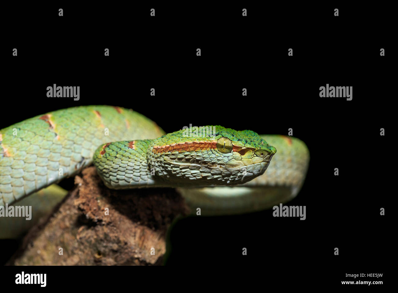 https://c8.alamy.com/comp/HEE5JW/green-snake-or-green-pit-viper-in-nature-of-thailand-isolated-on-black-HEE5JW.jpg