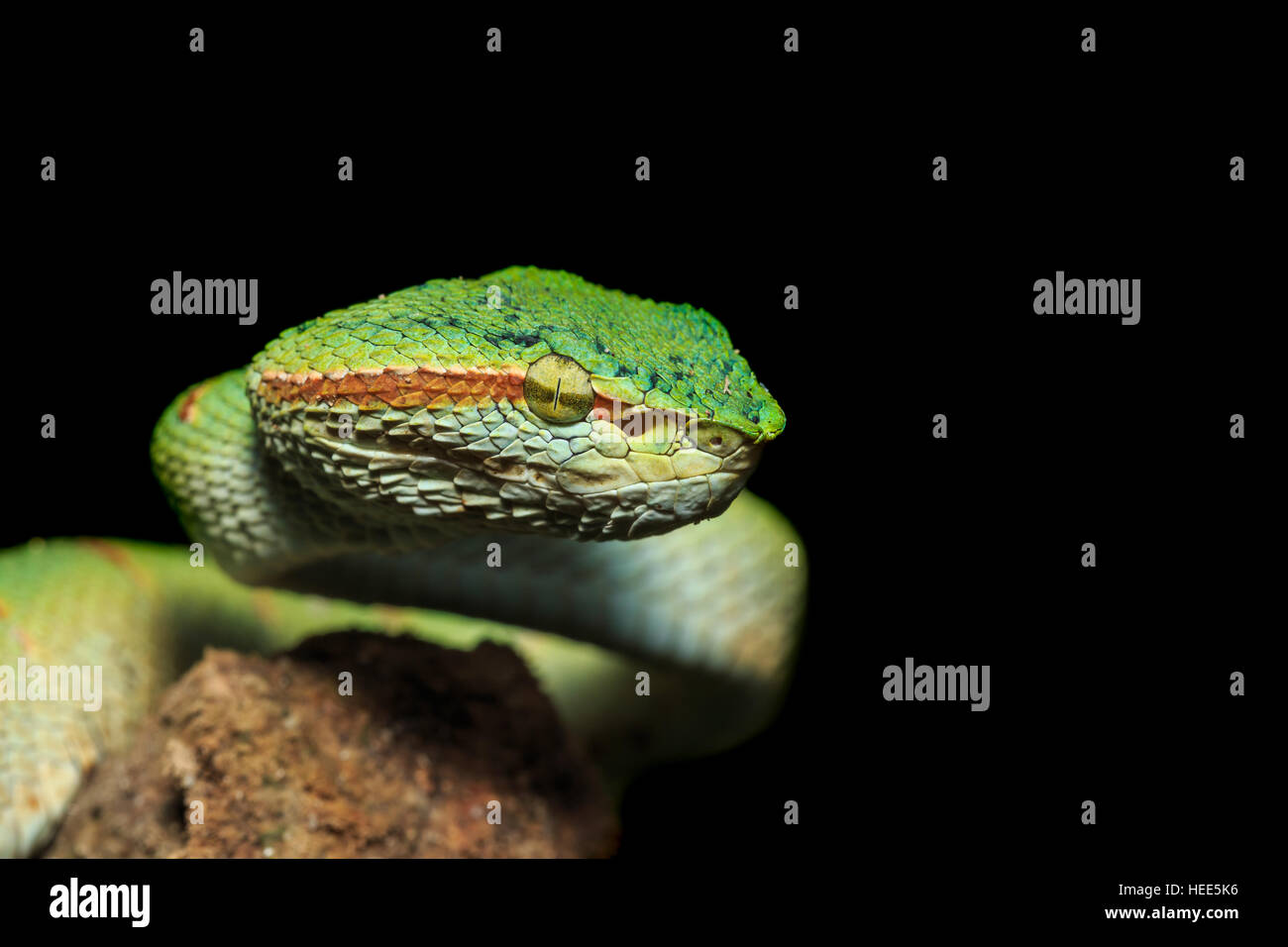 https://c8.alamy.com/comp/HEE5K6/green-snake-or-green-pit-viper-in-nature-of-thailand-isolated-on-black-HEE5K6.jpg