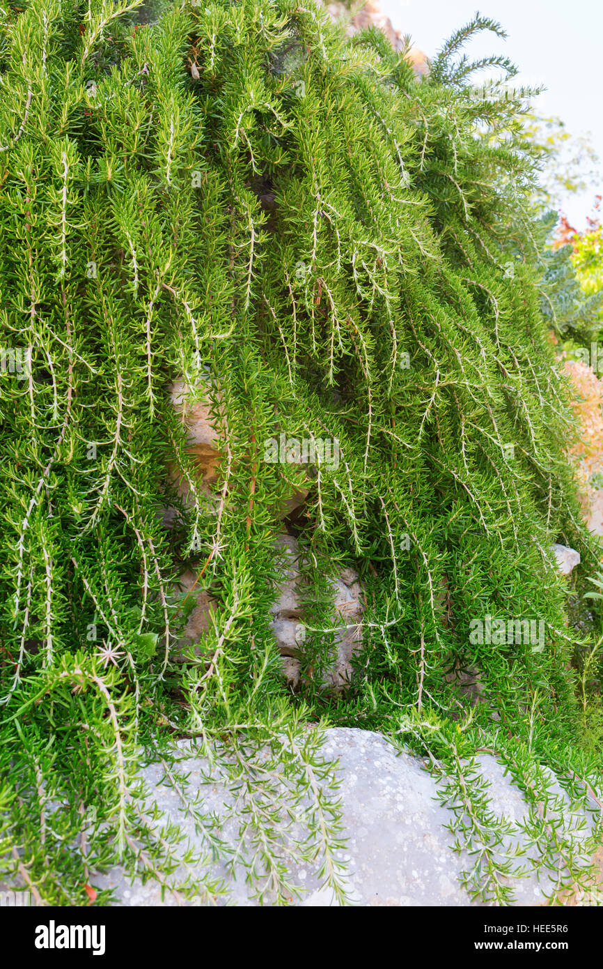 sansevieria inflorita Snake Plant Sansevieria Laurenti – Lyra Gardens main image 0
