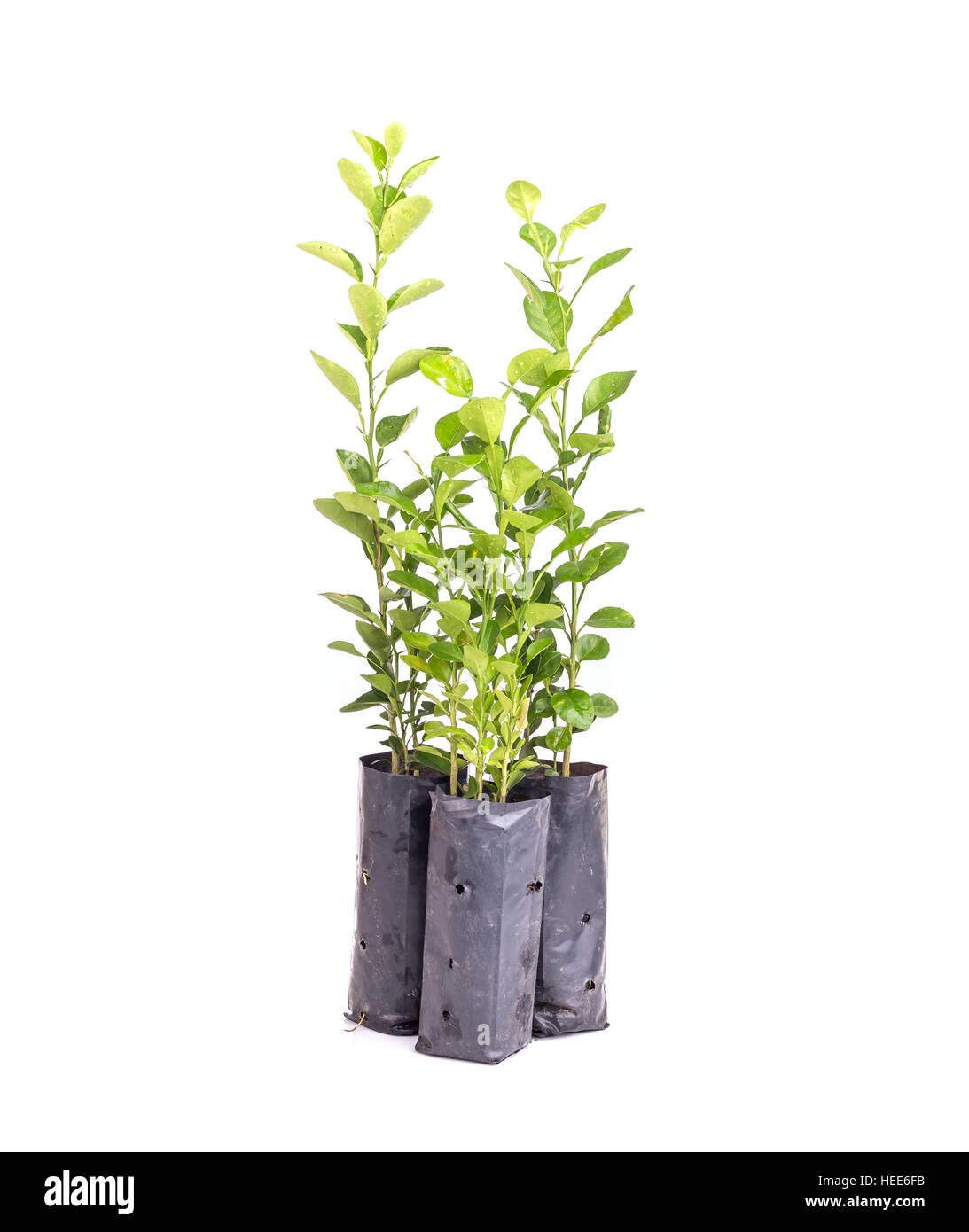 Close up young green lemon tree in plastic bag isolated on white