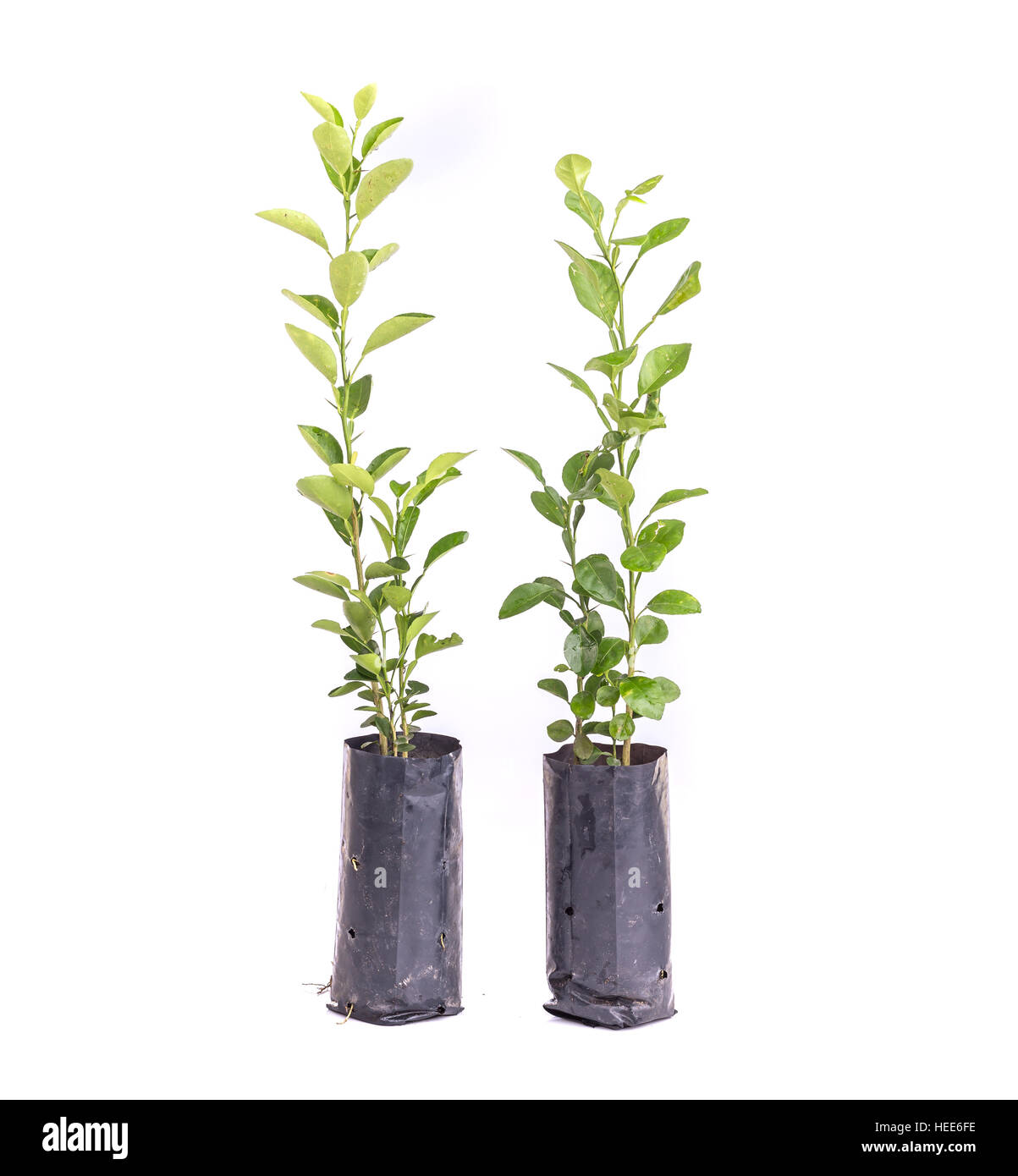 Close up young green lemon tree in plastic bag isolated on white