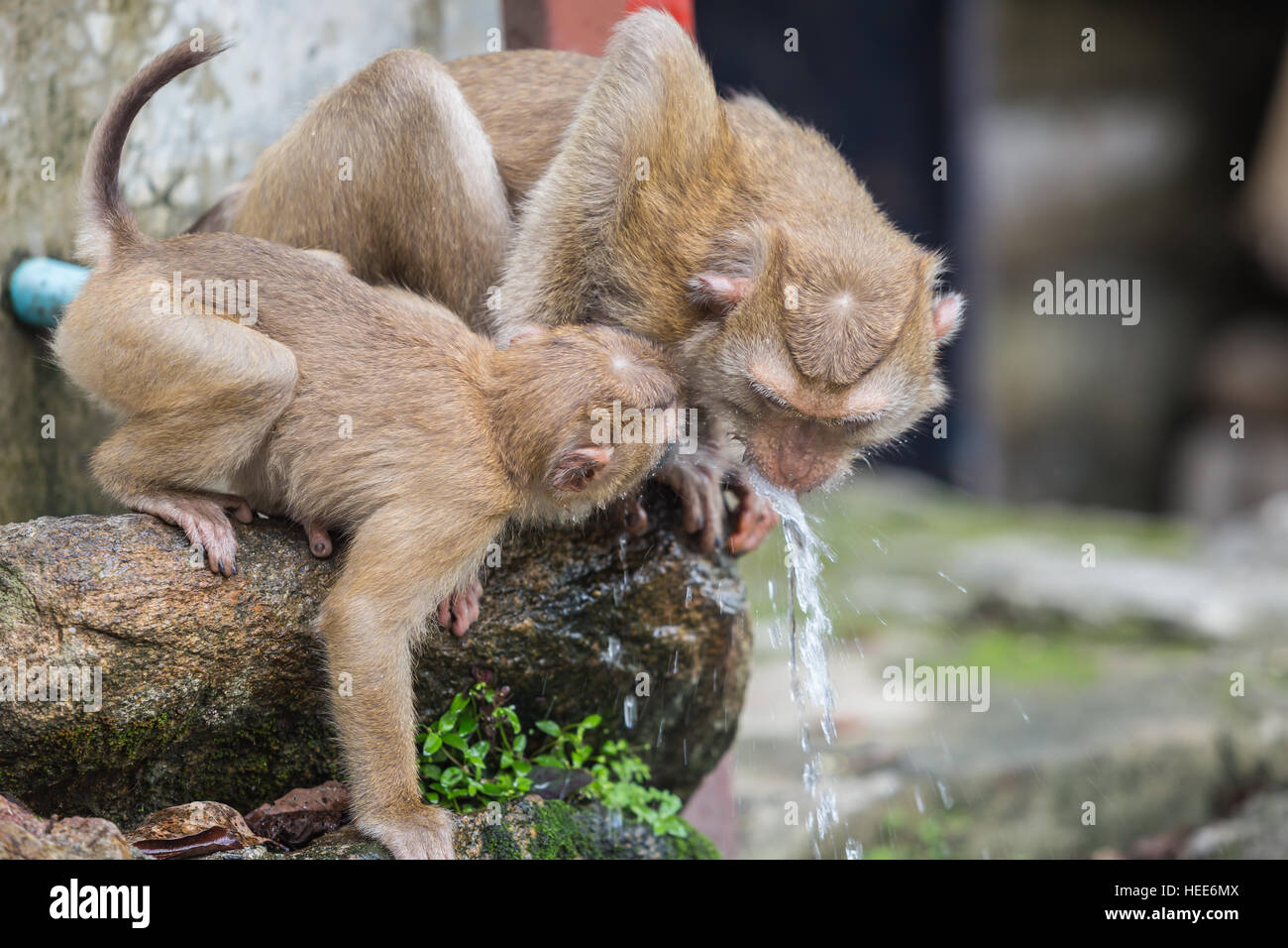 Group of monkey drinking water from blue pipe Stock Photo