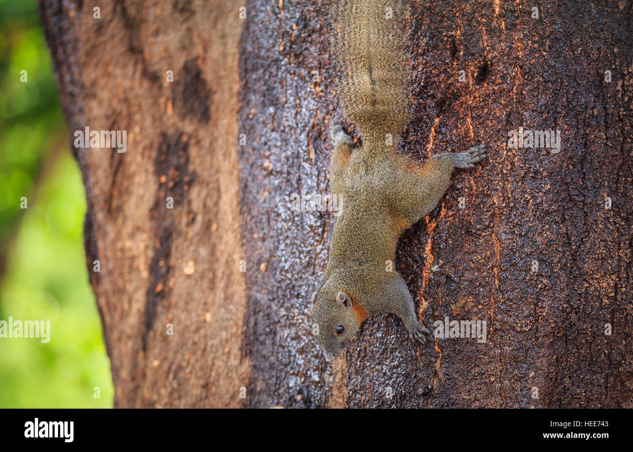 Close up squirrel eating yellow mango fruit on tree Stock Photo Alamy