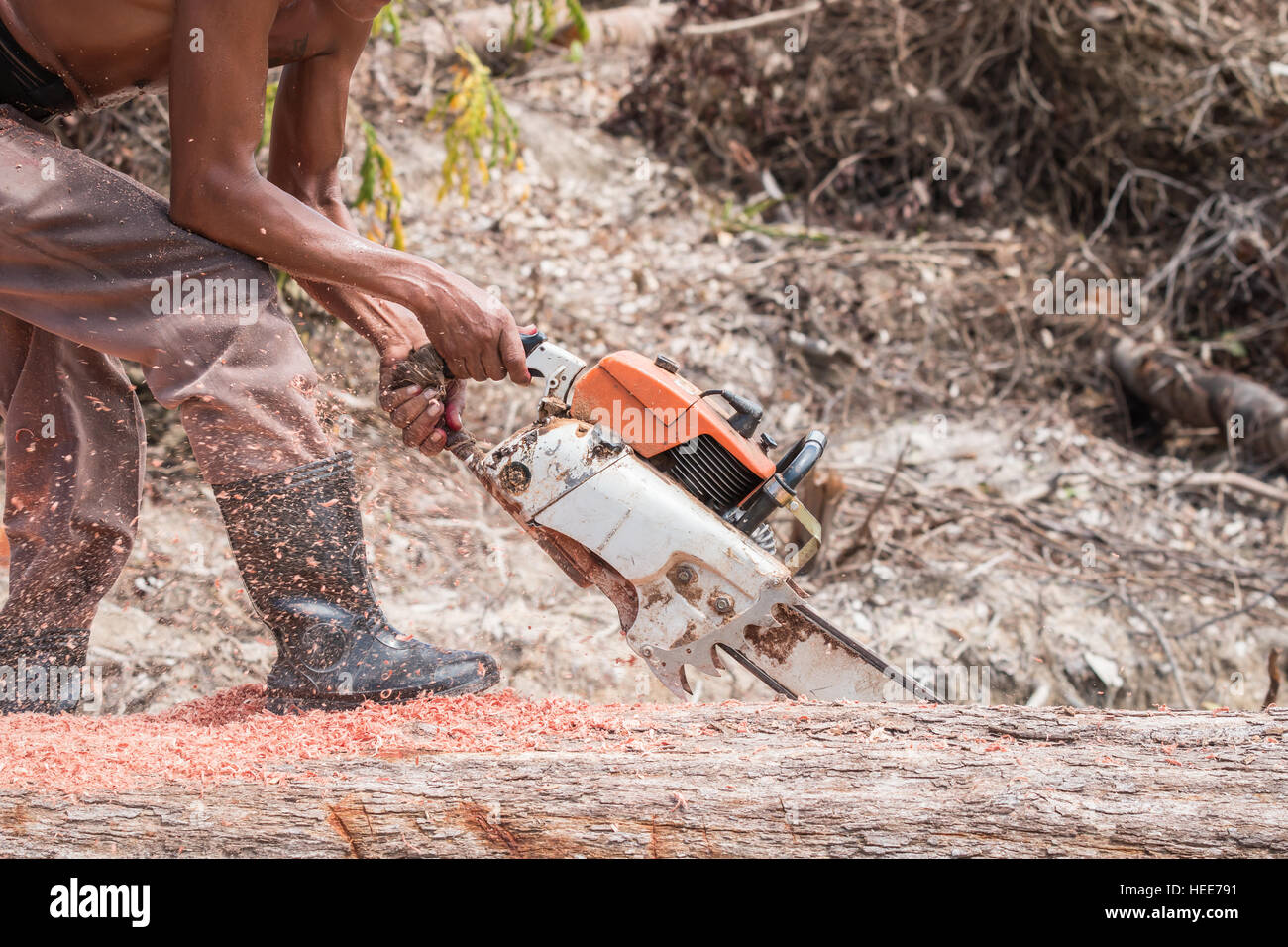 A Thai worker cutting trunk with chainsaw Stock Photo - Alamy