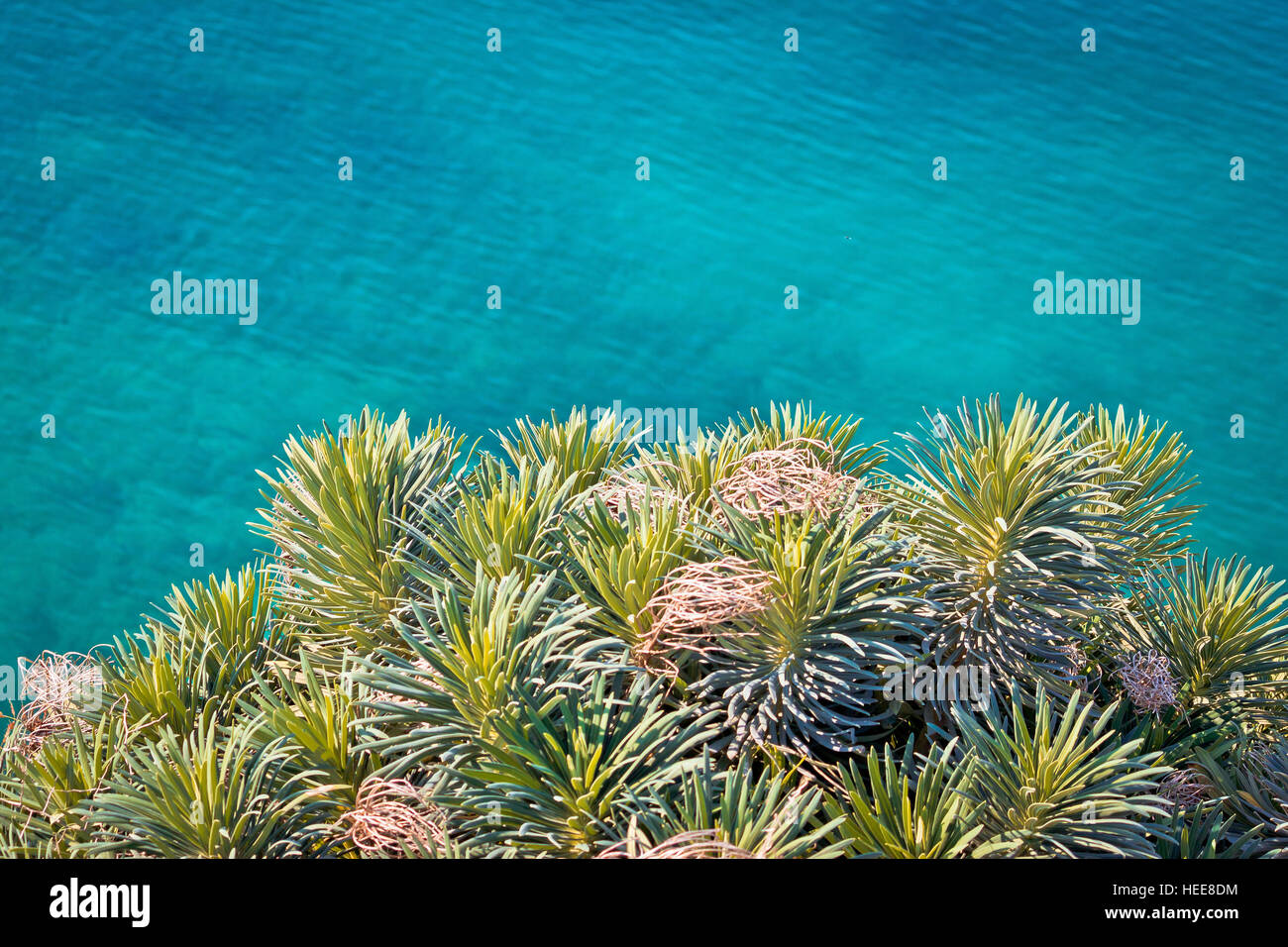 Pine tree branches with turquoise sea background, mediterranean nature Stock Photo