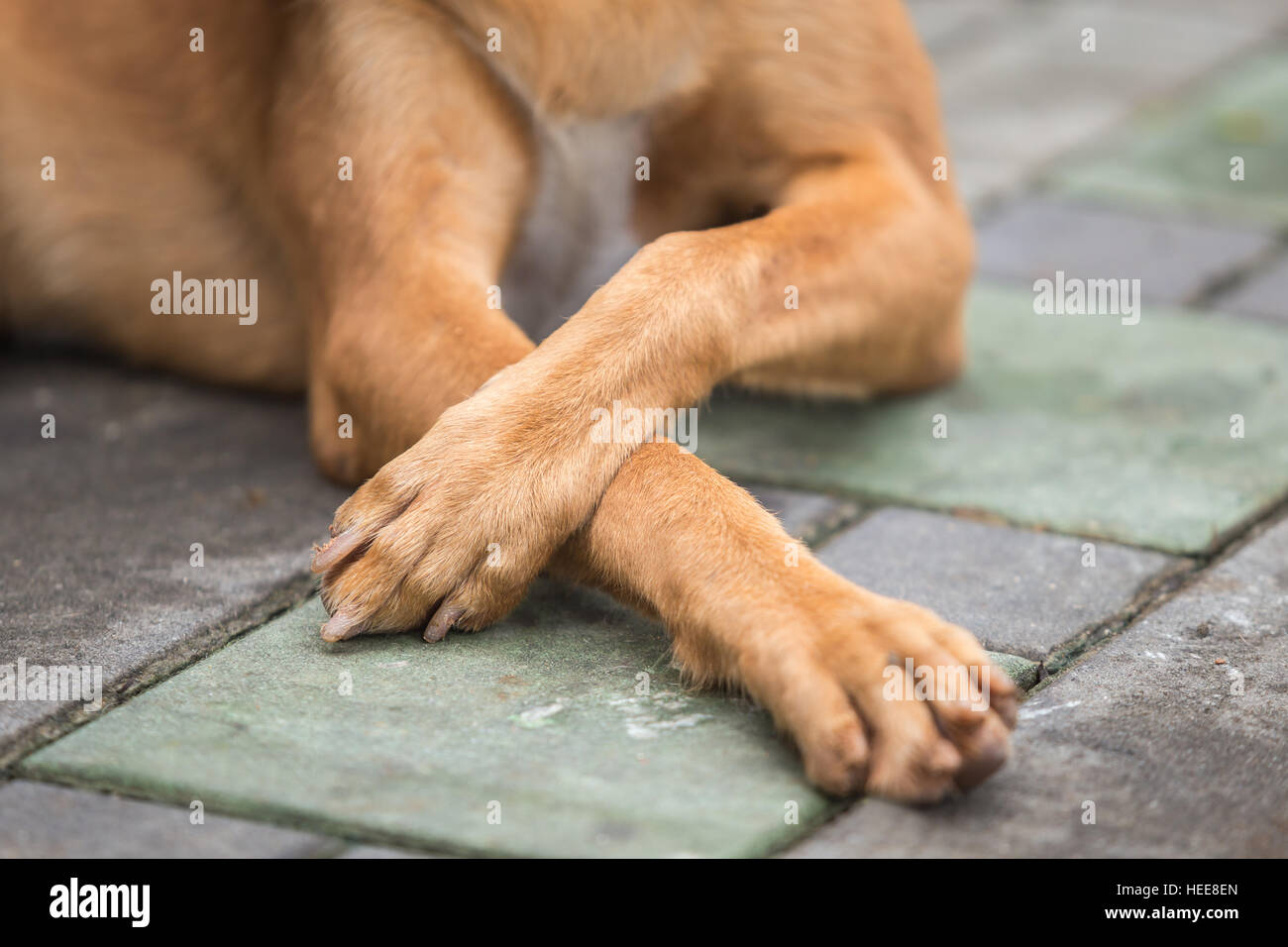 What Is A Dog Leg In A Road