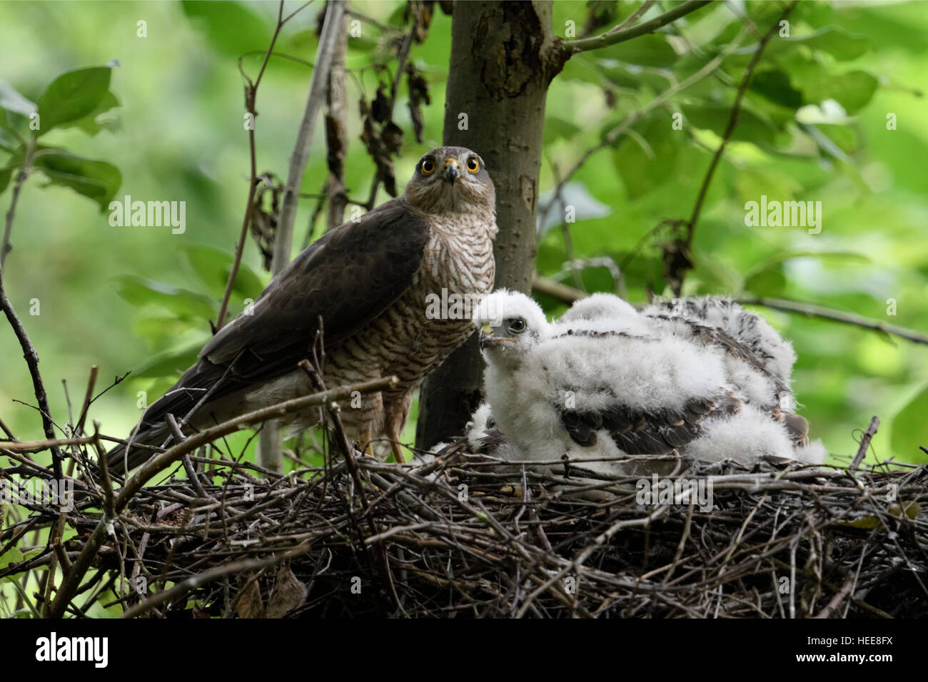 Sparrowhawk ( Accipiter nisus ), adult female with its chicks on their eyrie, high up in a deciduous tree, watching attentively. Stock Photo
