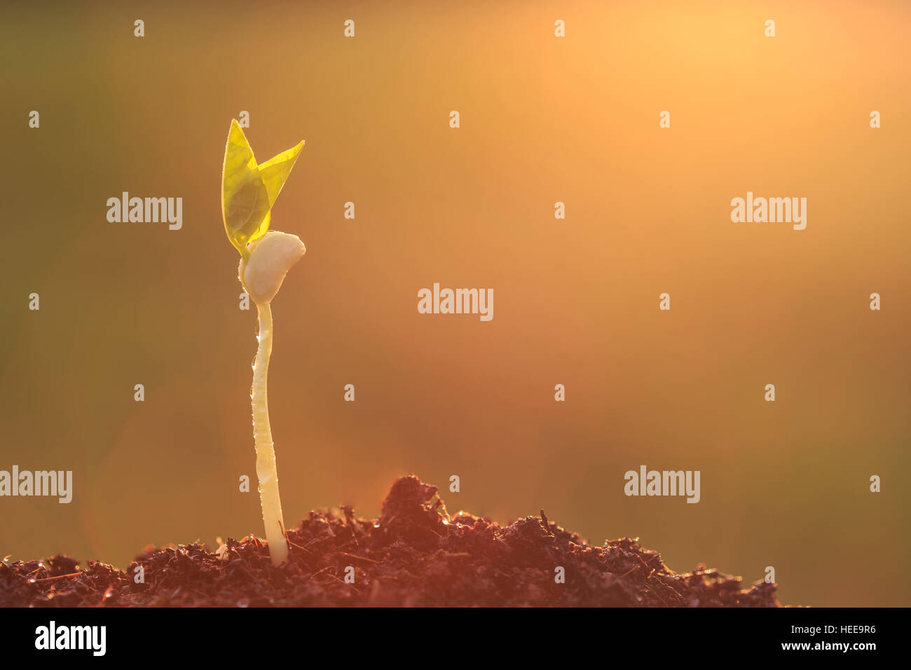 Water wet plant soil hi-res stock photography and images - Alamy