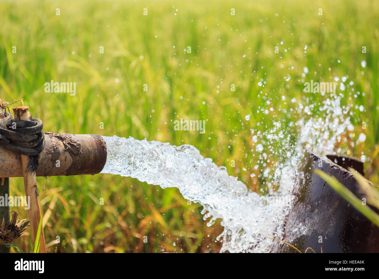 Water flow from large pump tube in rice field in central of Thailand, Focus on tube Stock Photo
