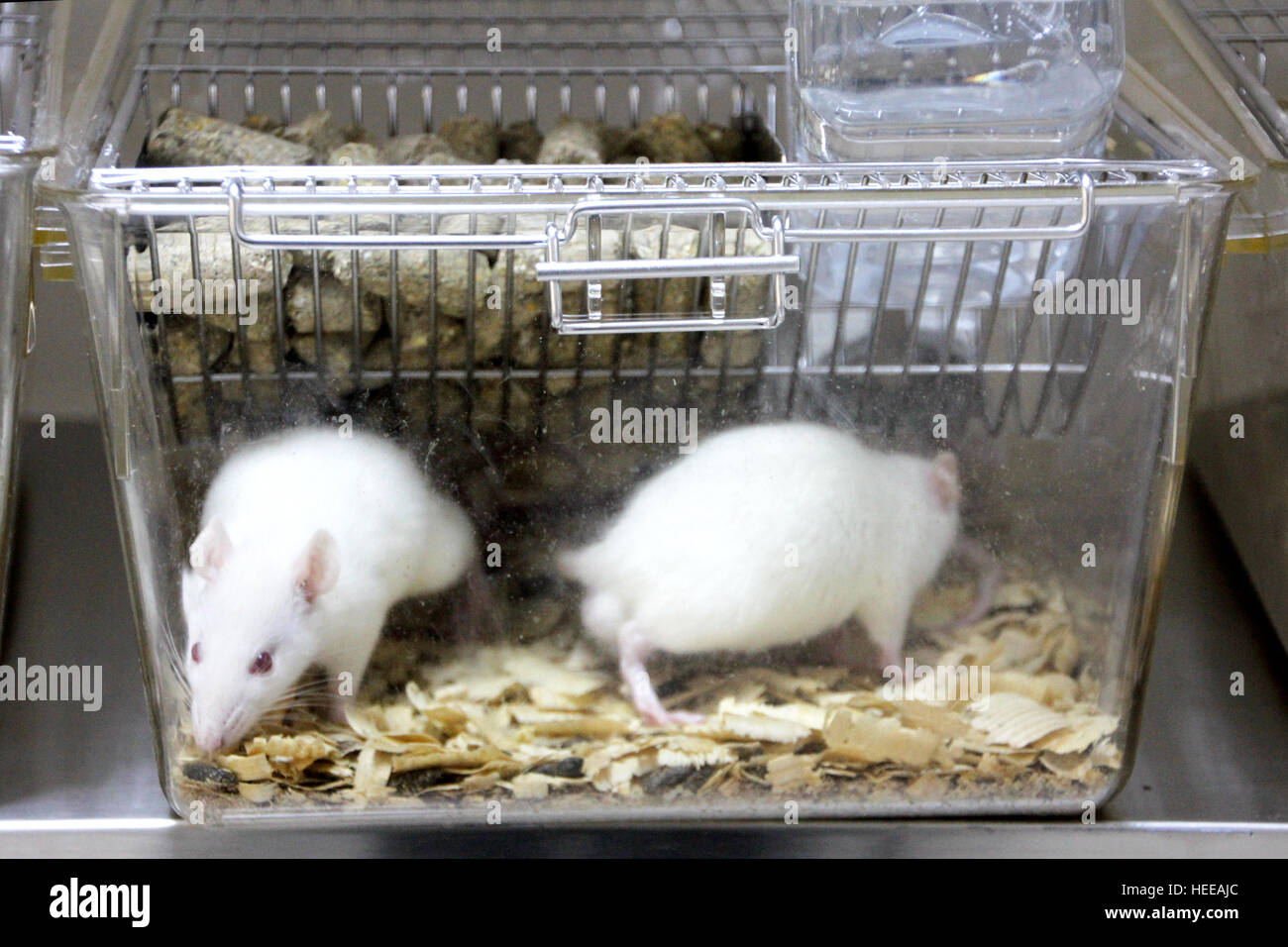 Laboratory rats Stock Photo