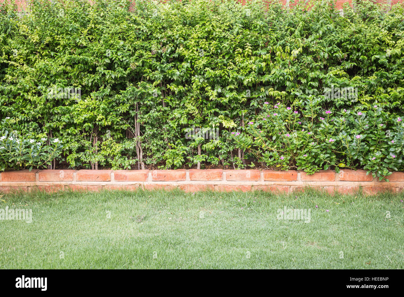 Pattern of green plant wall texture and background Stock Photo - Alamy