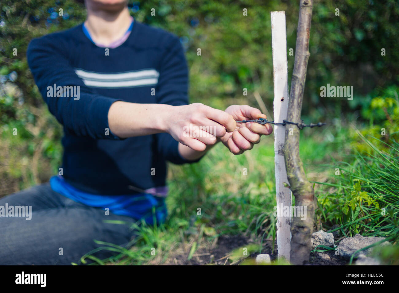 A young woman is in her garden and is tying a tree to a stake Stock Photo