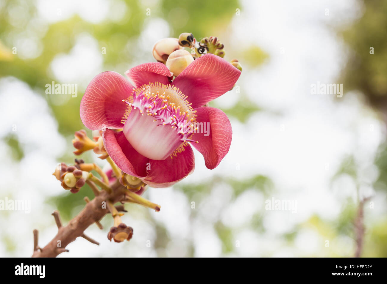 Flower of Shorea robusta tree on blur bokeh background Stock Photo