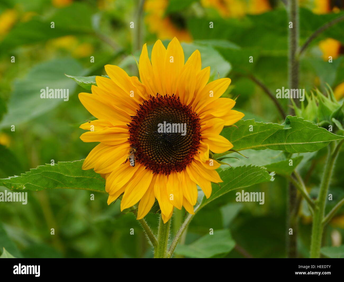 sunflower in field Stock Photo - Alamy