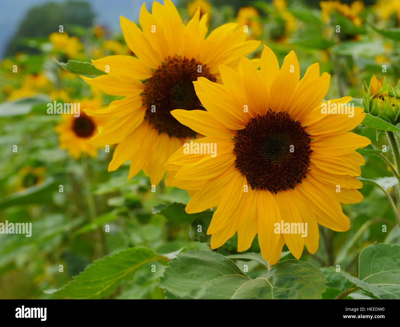 sunflower in field Stock Photo - Alamy