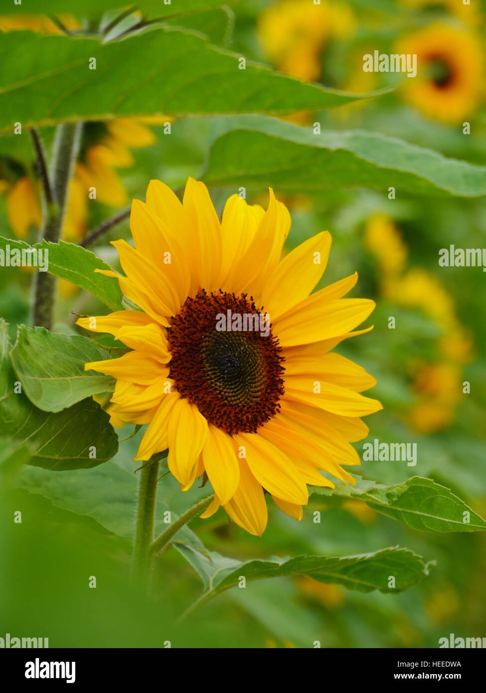 sunflower in field Stock Photo - Alamy