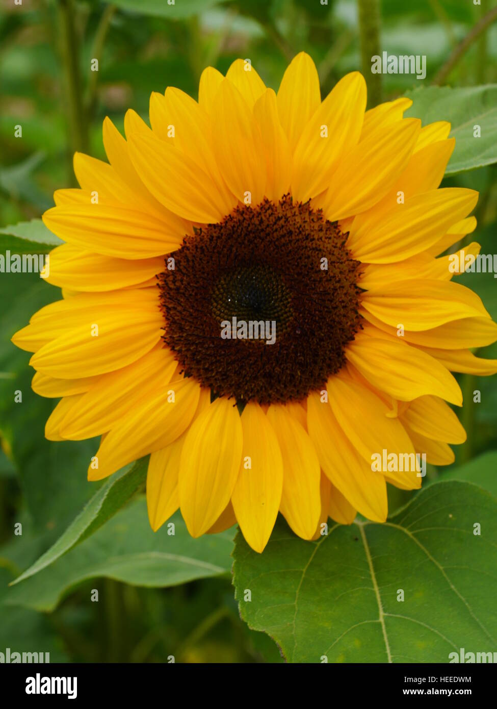 sunflower in field Stock Photo - Alamy