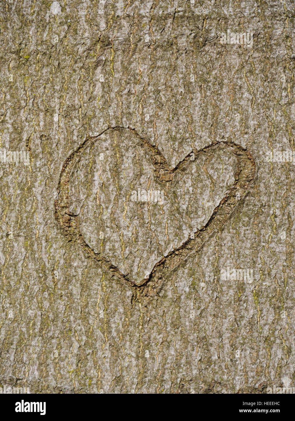 heart carved in tree trunk Stock Photo
