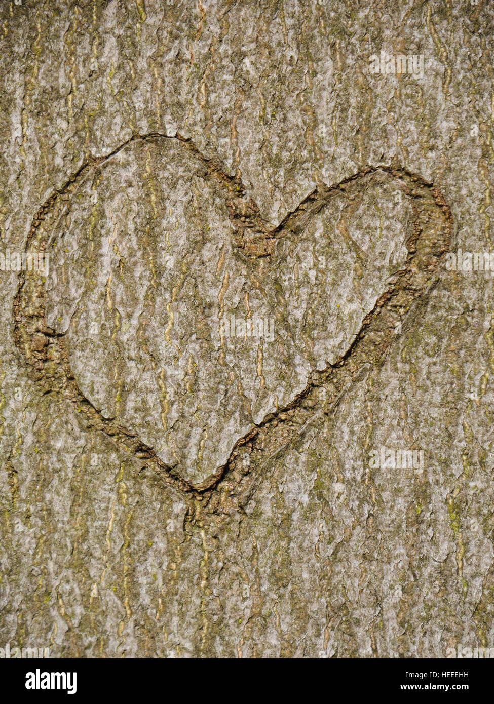 heart carved in tree trunk Stock Photo