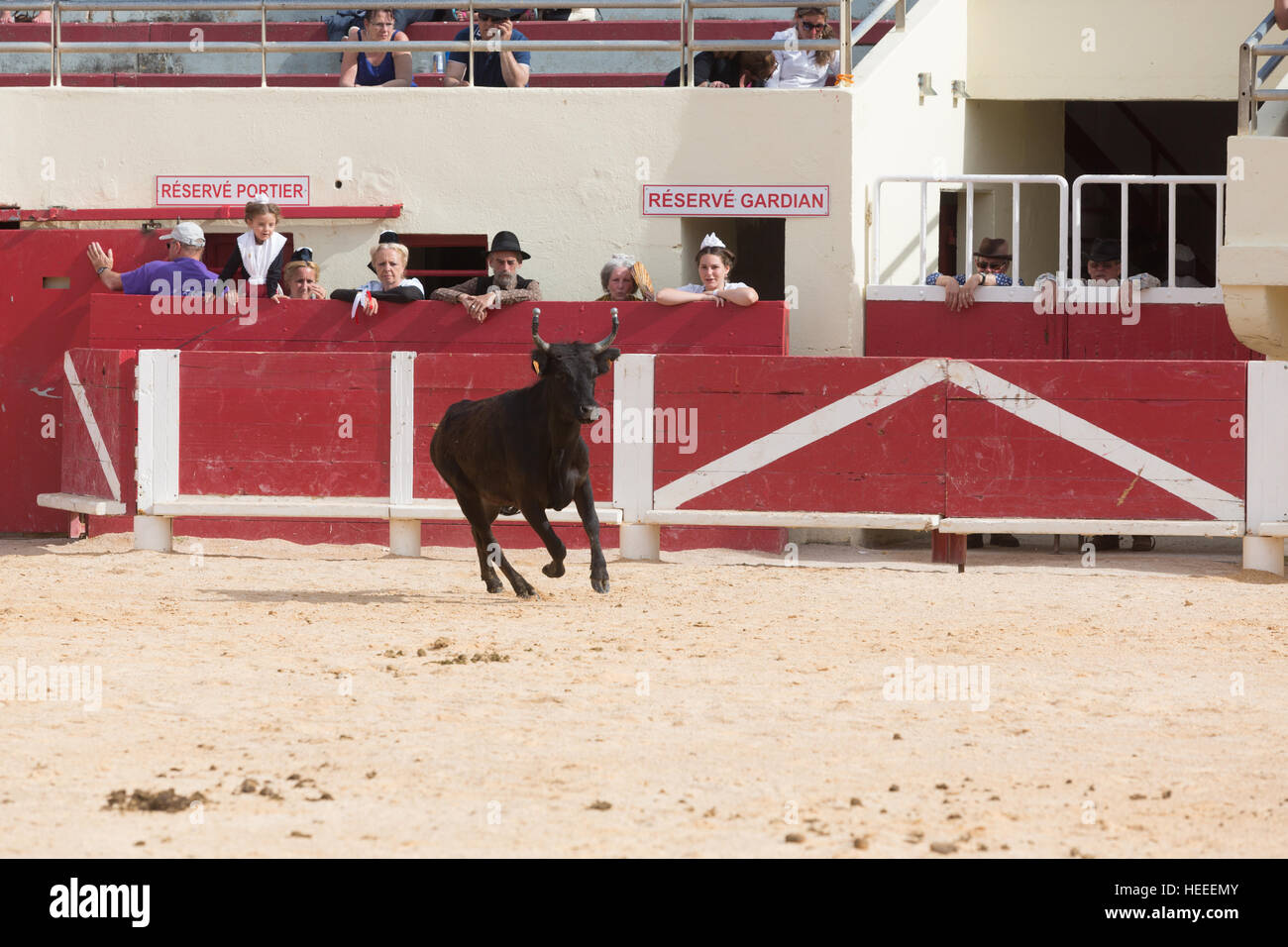 A bull participating in a bullfight inside the bullring in Saintes Maries De La Mer during the festivities in honor of The Marquis Folco de Baroncelli Stock Photo