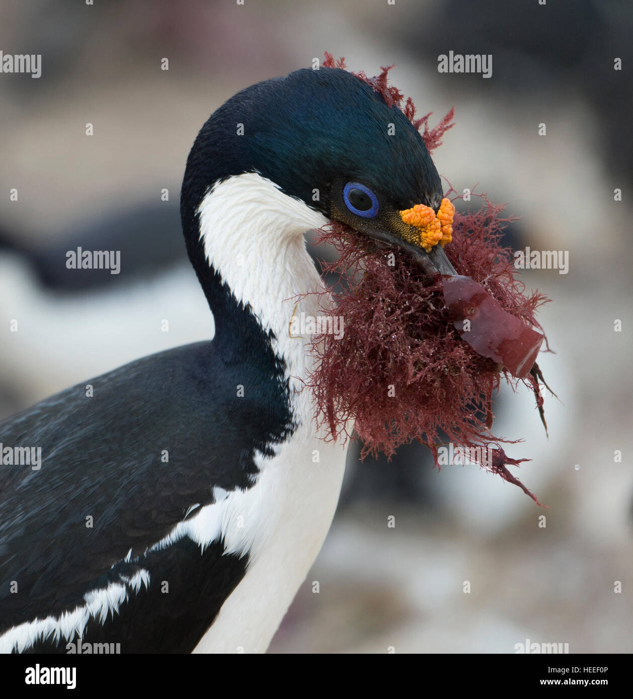 King Cormorant (Phalacrocorax atriceps) with Nesting Material Stock