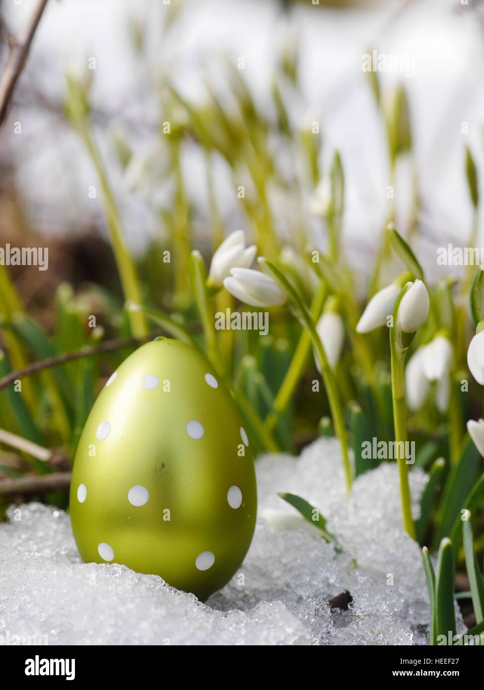 Easter egg meadow snowdrop Stock Photo