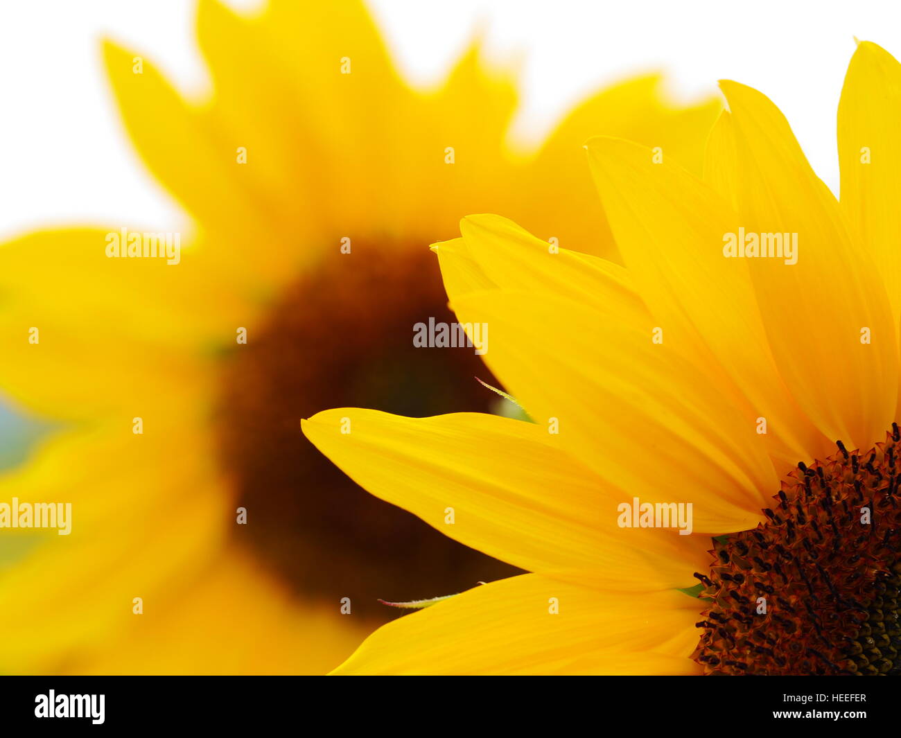 sunflower in field Stock Photo