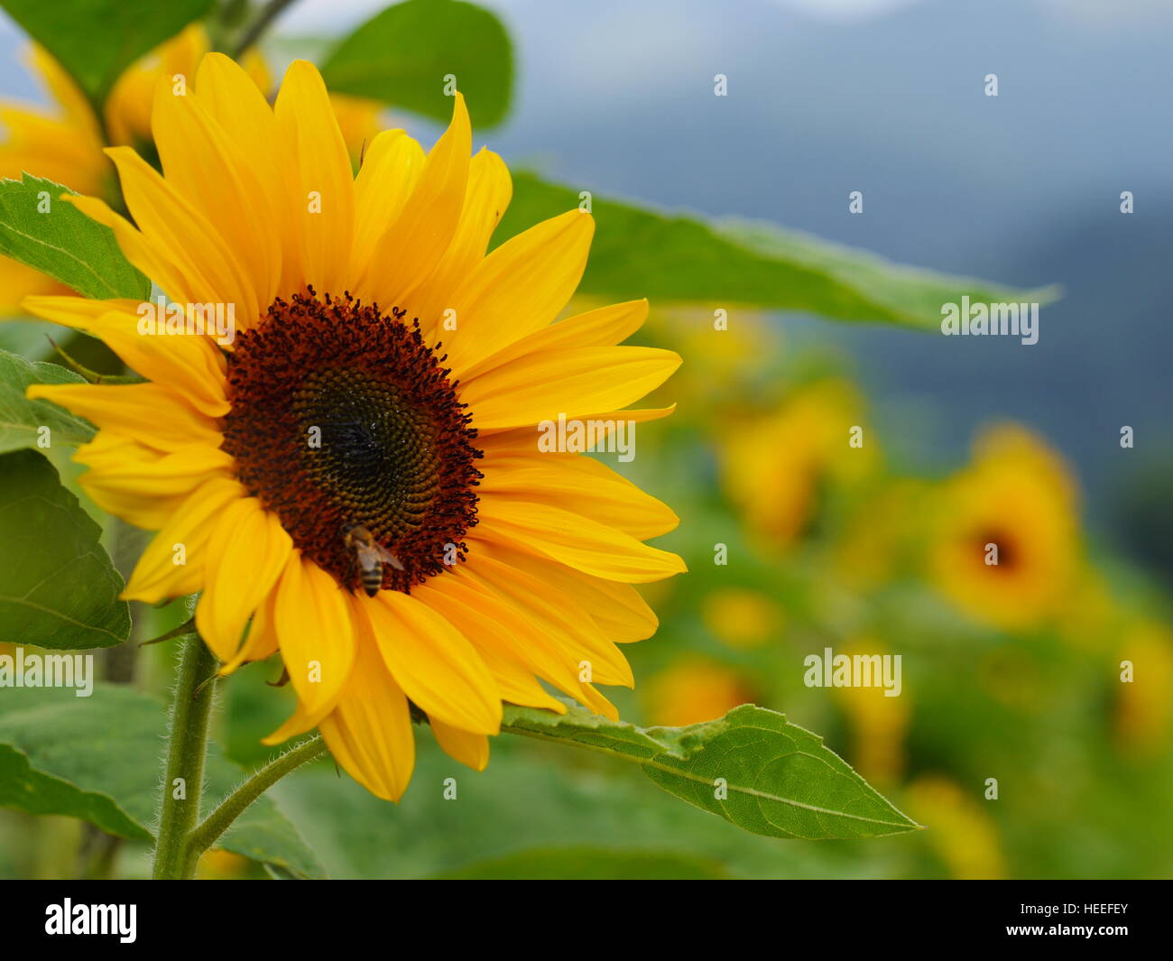 sunflower in field Stock Photo