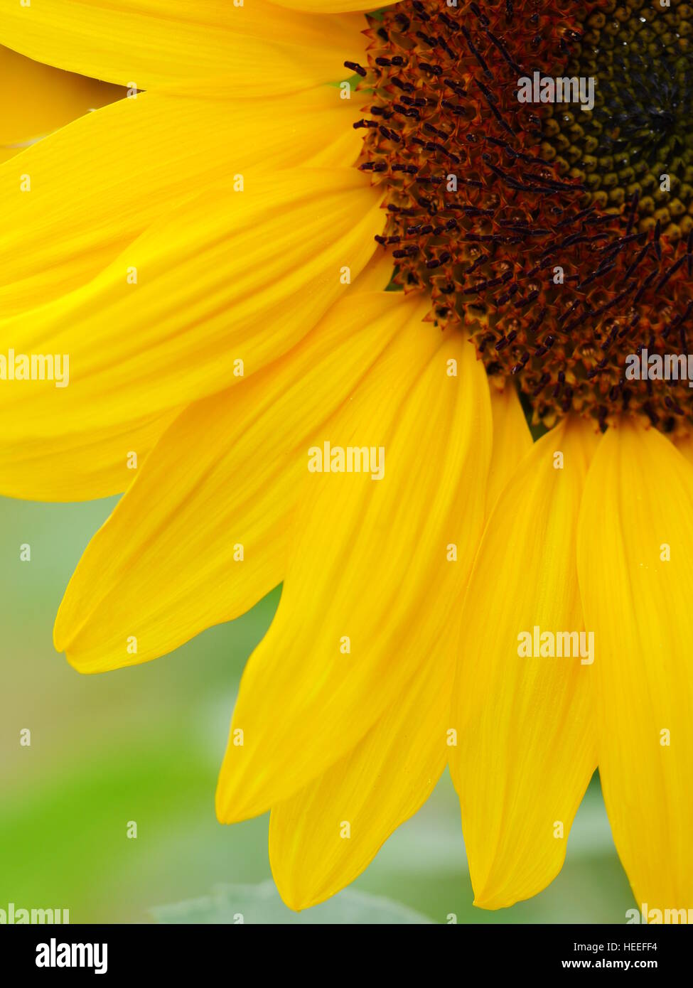 sunflower in field Stock Photo - Alamy