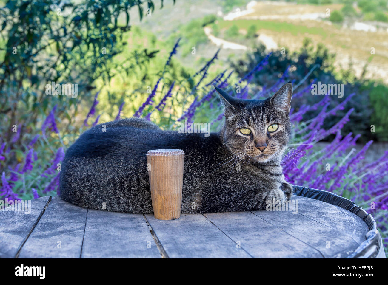 Tabby cat, Sonoma, Sonoma County, California Stock Photo