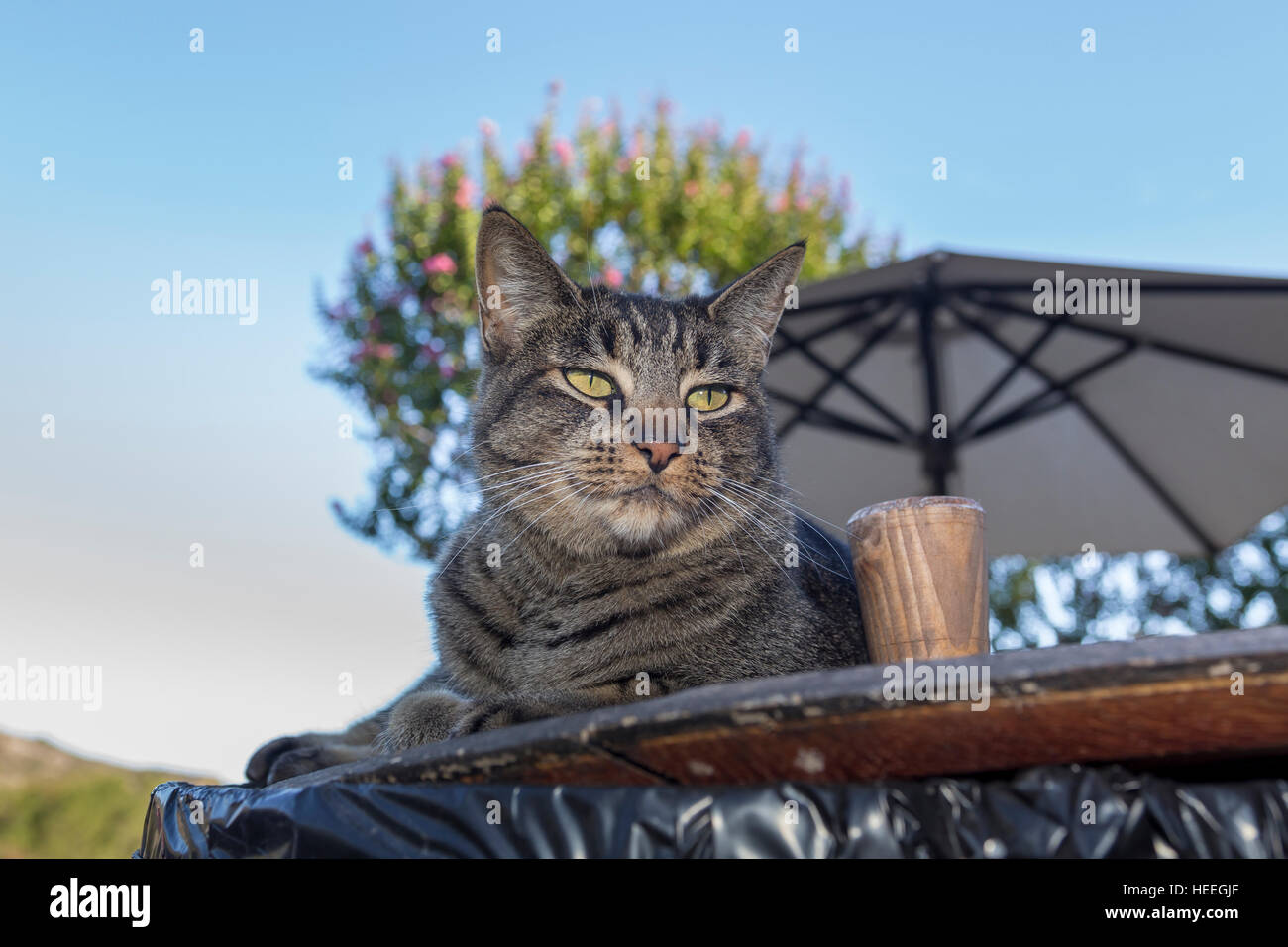 Tabby cat, Sonoma, Sonoma County, California Stock Photo