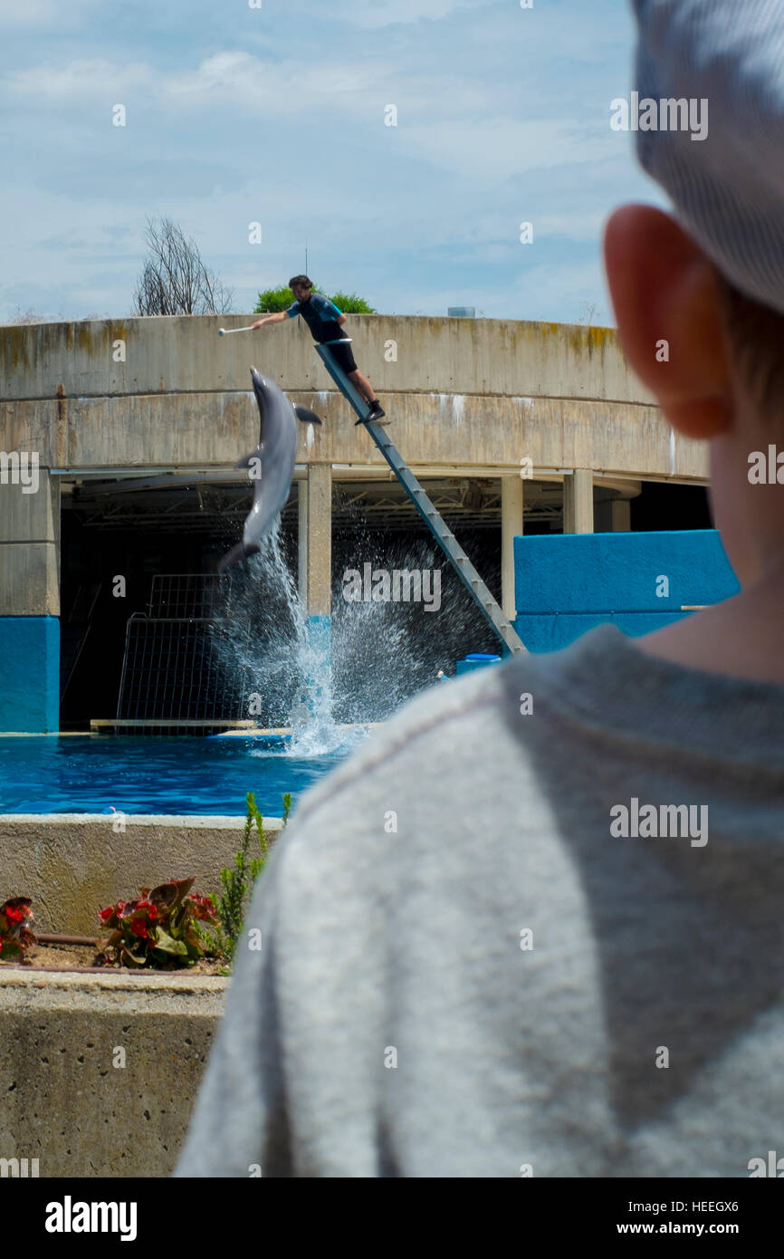 a kid watching dolphins performing on a hot summer day Stock Photo