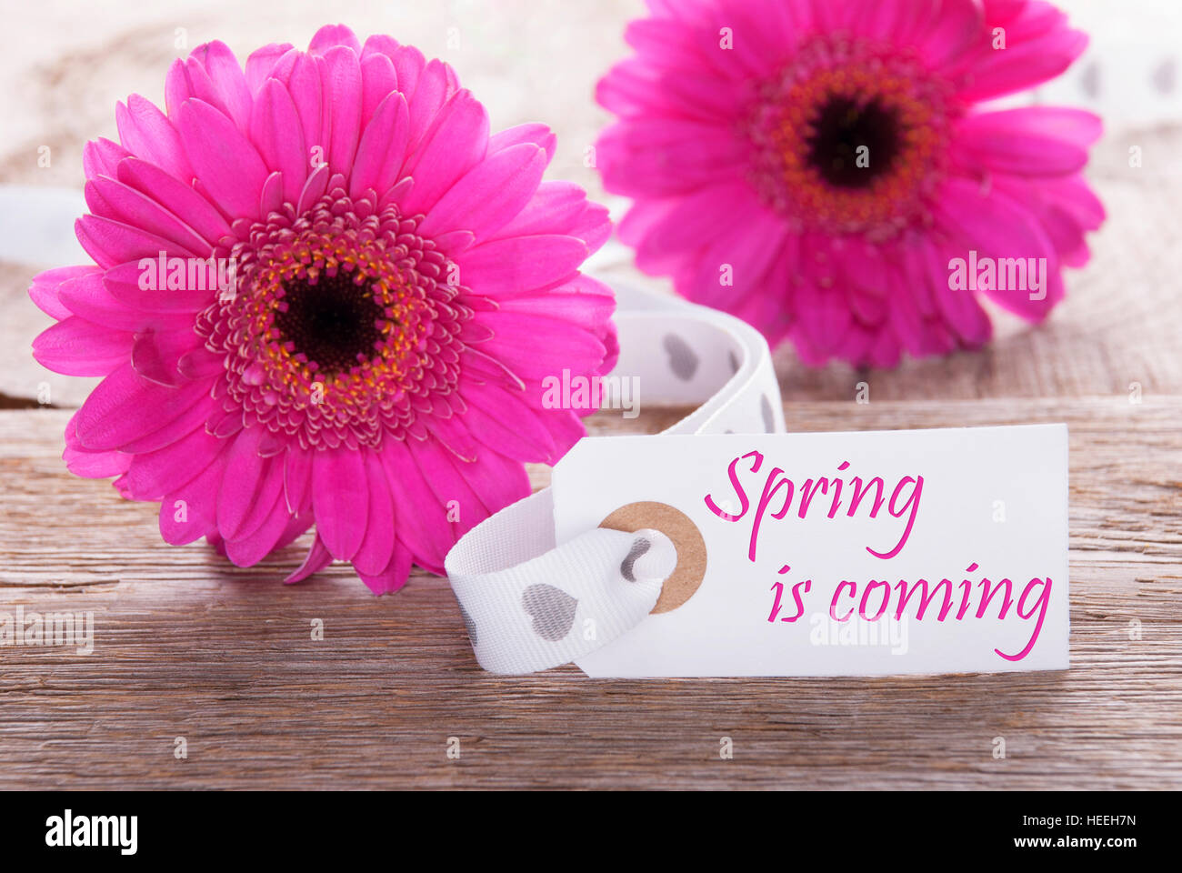 Pink Gerbera, Label, Text Spring Is Coming Stock Photo