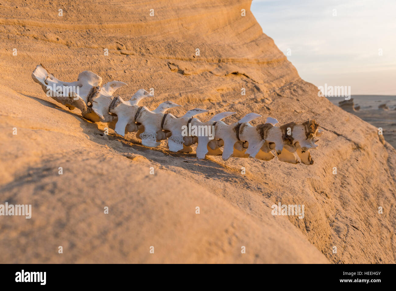 Fossil dunes, Abu Dhabi, UAE Stock Photo Alamy