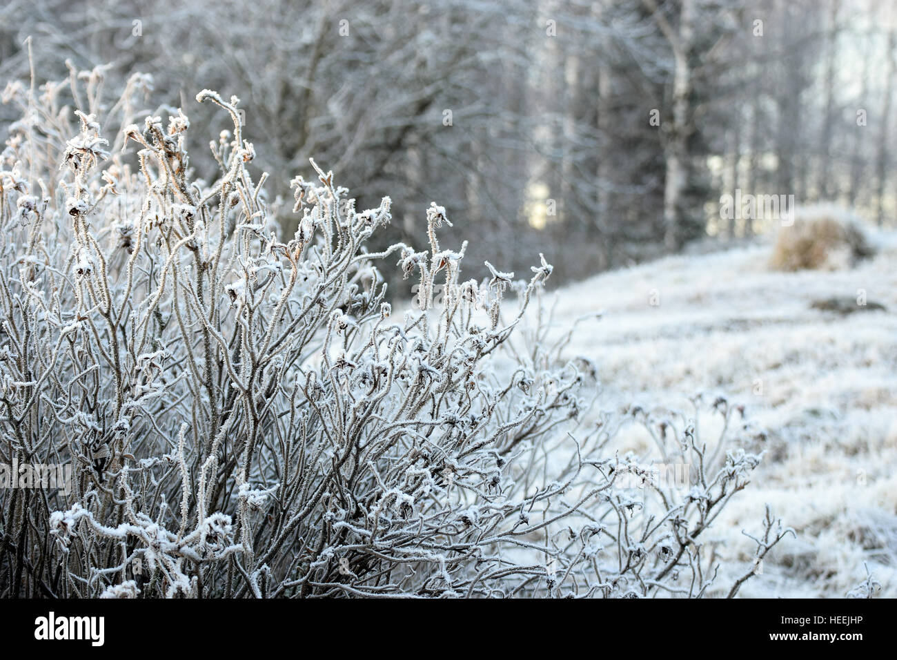 Shrub with hoarfrost in frozen landscape Stock Photo