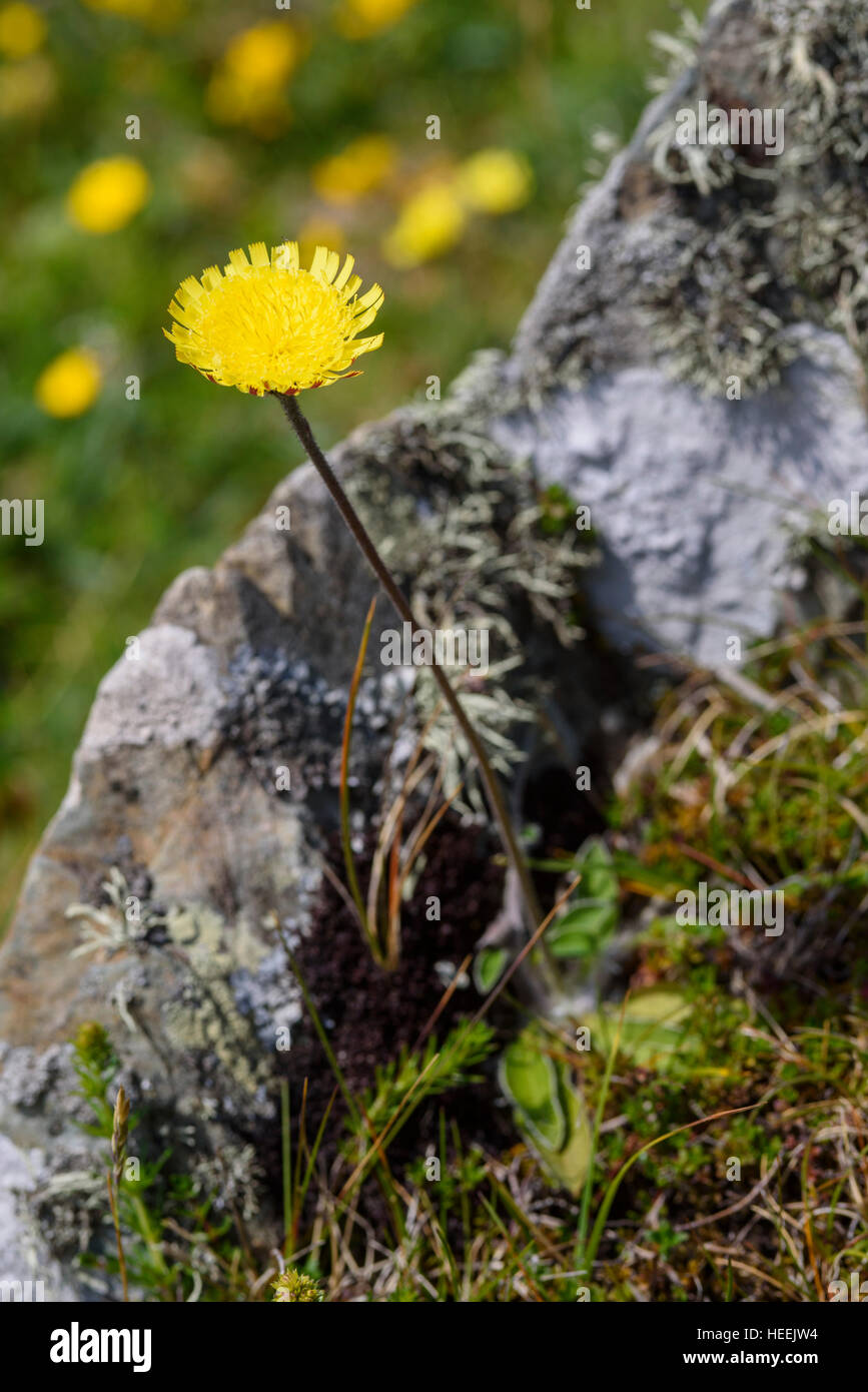 Mouse-ear hawkweed, Pilosella officinarum, wildflower, Carrick, Dumfries & Galloway, Scotland Stock Photo