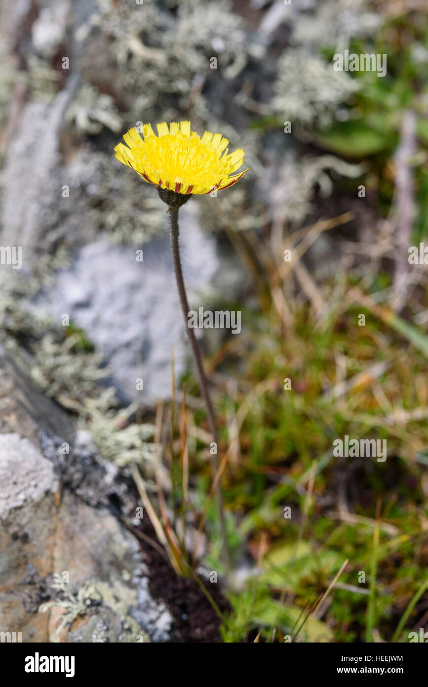 Mouse-ear hawkweed, Pilosella officinarum, wildflower, Carrick, Dumfries & Galloway, Scotland Stock Photo