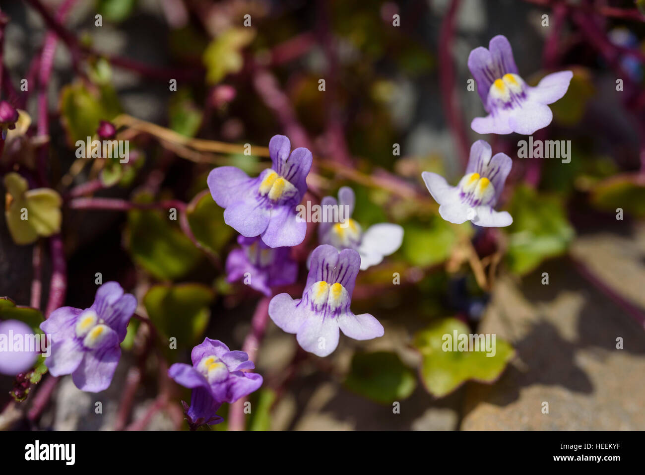 Ivy leaved Toadflax, Cymbalaria muralis, wildflower, Carrick, Dumfries & Galloway, Scotland Stock Photo