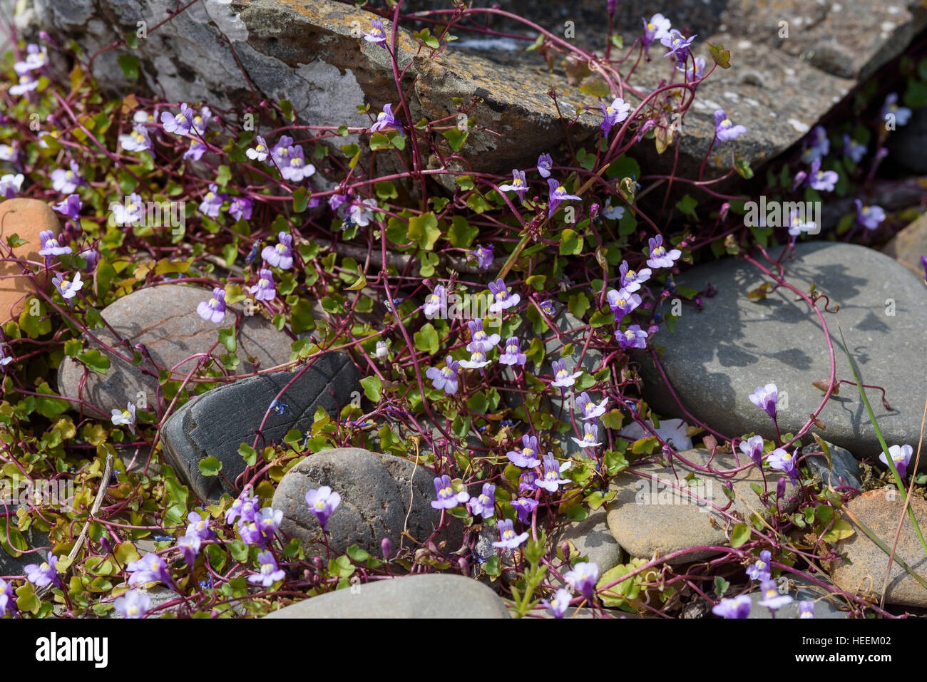 Ivy leaved Toadflax, Cymbalaria muralis, wildflower, Carrick, Dumfries & Galloway, Scotland Stock Photo