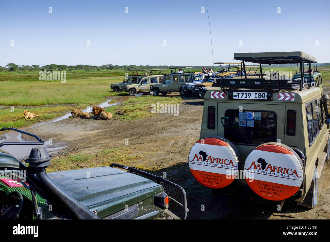 A row of tourist 4WD cars four-wheel drive wait to photograph lions in Ndutu National Park, Tanzania with lions close by. Stock Photo