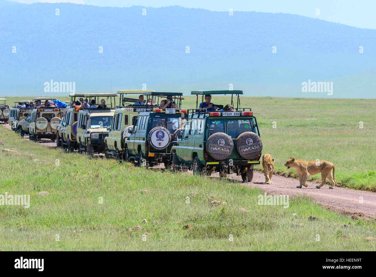 A row of tourist 4WD cars four-wheel drive wait to photograph wildlife in Ngorongoro Crater, Tanzania with two lions close by. Stock Photo