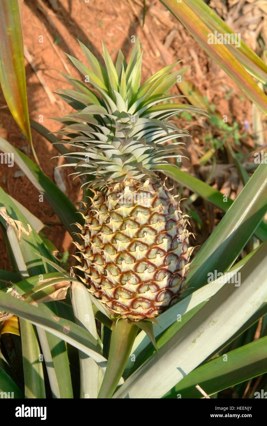 Pineapple tree and fruit Stock Photo Alamy