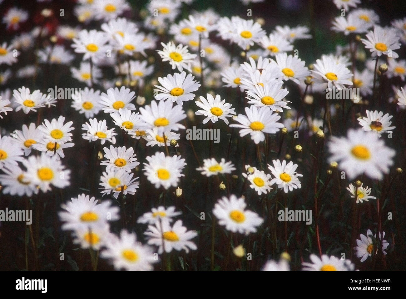 White himalayan flower hi-res stock photography and images - Alamy