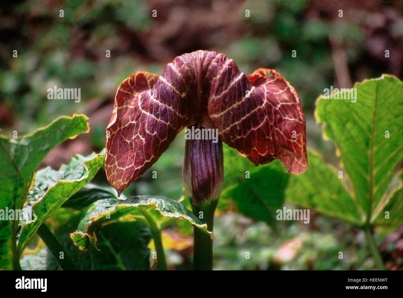 Snake flower hi-res stock photography and images - Alamy