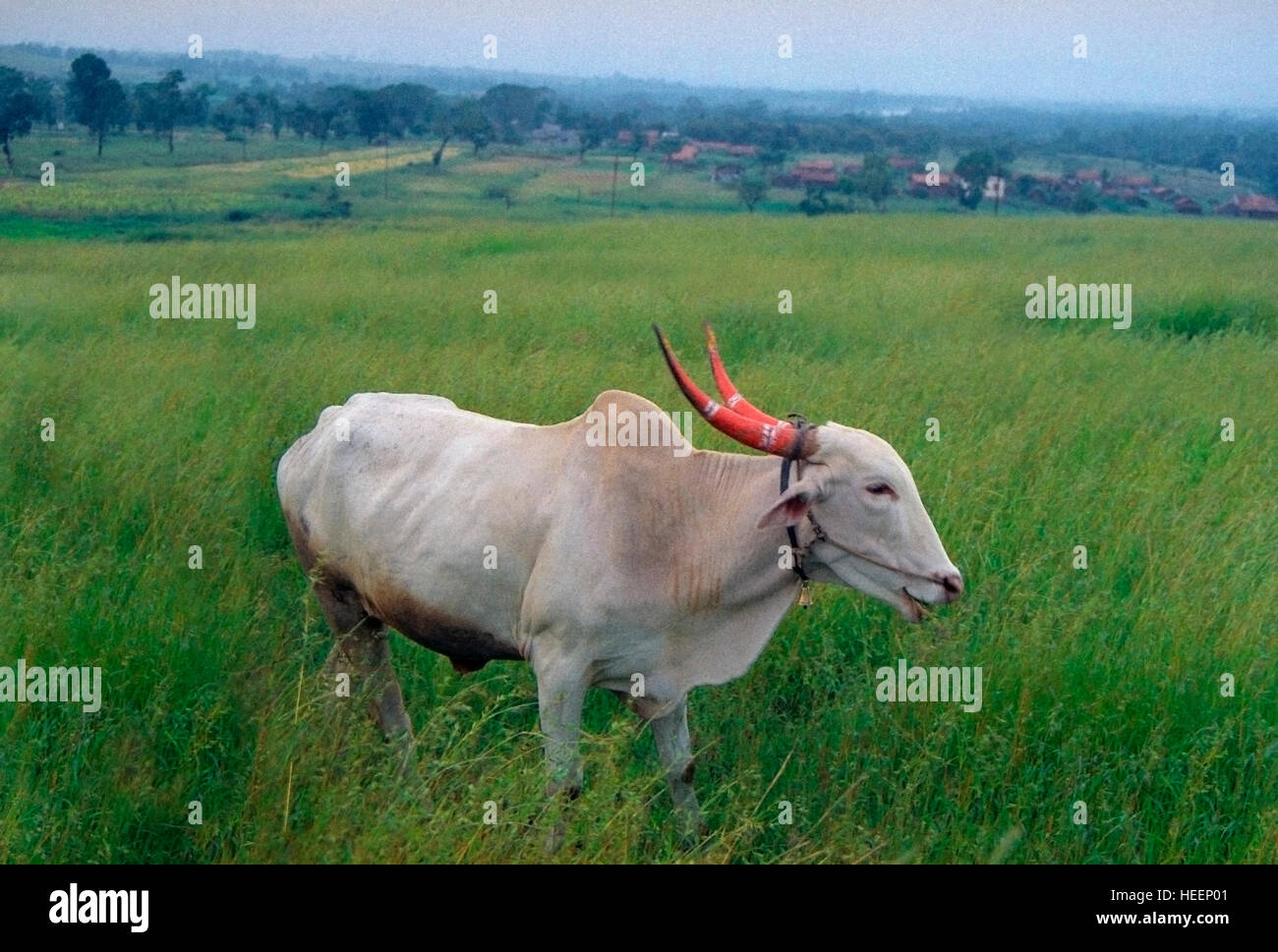Bull in rural India Stock Photo