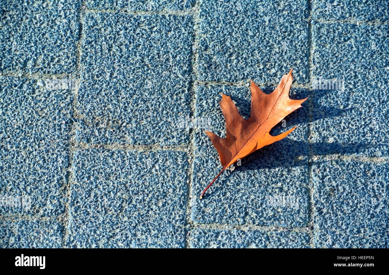 Chinar tree leave on matted tiles Stock Photo