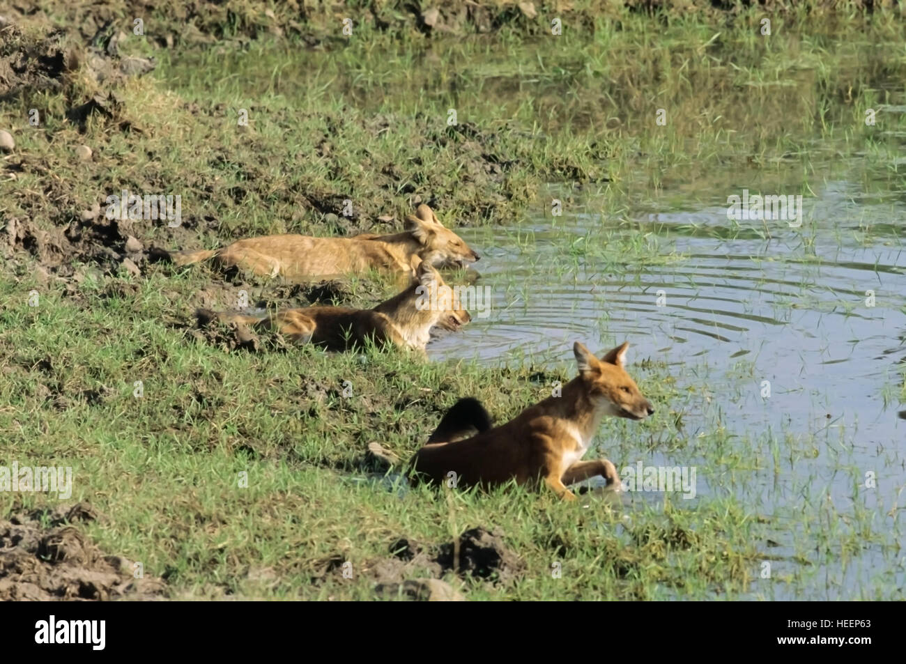 The Dholes, Cuon alpinus, Indian Wild dogs, On a water hole at Tadoba National Park, India Stock Photo