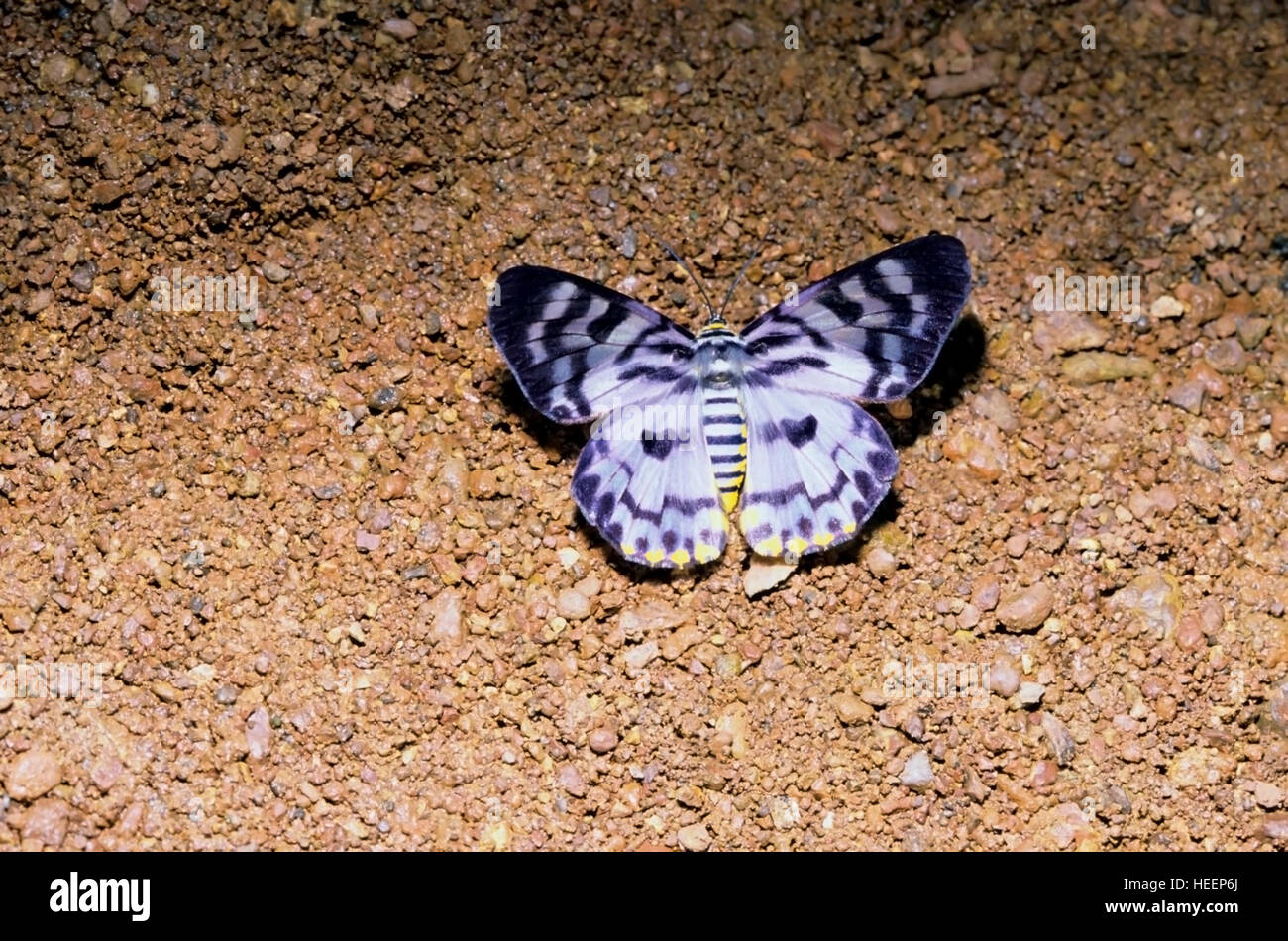 The blue Tiger Moth, Dysphania percota, India Stock Photo