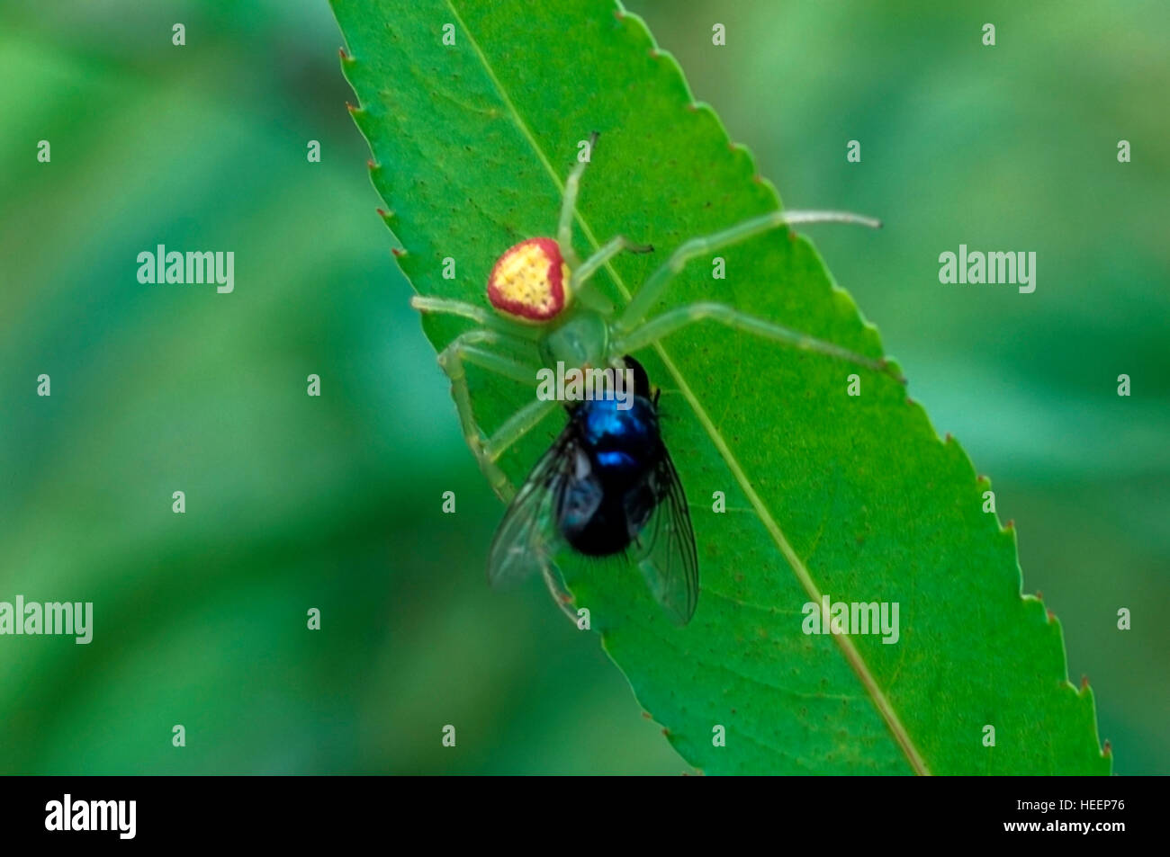 CRAB SPIDER family Thomisidae feeding on fly Stock Photo Alamy