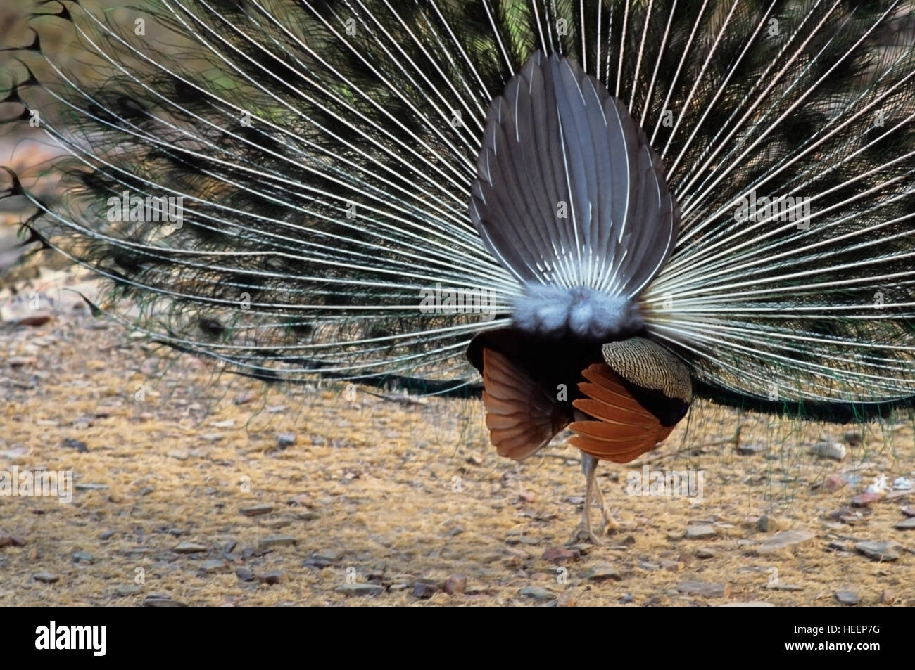 Peacock Dancing, Posterior view. Stock Photo